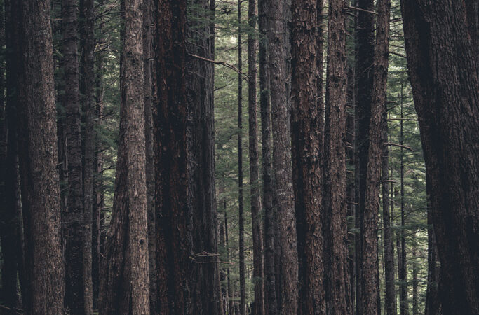 Alaska Forest Photo by Michael Caiati