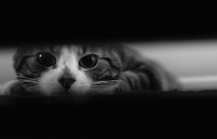 Cat Photo by Michael Caiati